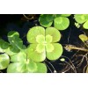 Unbranded Variegated Four Leaf Clover Aquatic Marginal Pond Plant -