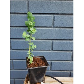 Silver Dollar Eucalyptus pulverulenta Seeds for Planting Packet