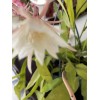 Cactus 11 Cutting 16.00 $ Epiphyllum Orchid Cactus: Night-Blooming Cereus