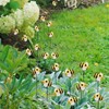 DYJAGYO 10Pcs Bee Garden Stakes Decor, Flower Pot Bed GardenDecorGarden