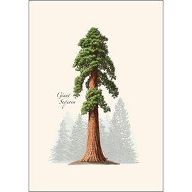 Earth Sky + Water - Giant Sequoia Notecard Set - 8 Blank Cards with Envelopes