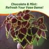 Outsidepride Chocolate Mint Coleus Seeds for Planting - 20 Pcs