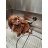 Pmsanzay 2Pack Suction Cup Hooks Cleat for Pet Dog &