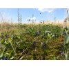 Wild Blueberry Powder, Bart 'n' Lainy's 100% Pure Canadian Wild
