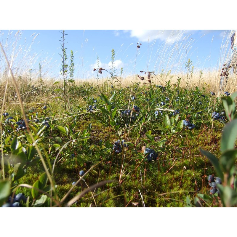Wild Blueberry Powder, Bart 'n' Lainy's 100% Pure Canadian Wild