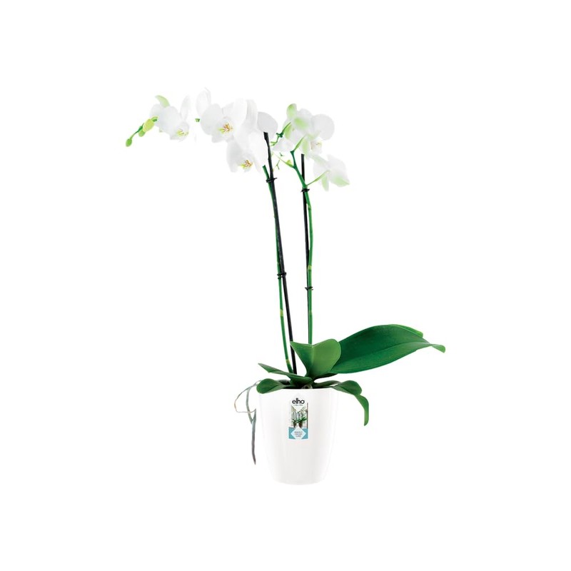 elho Brussels Diamond Orchid High 12.5 - Flower Pot for