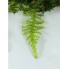 Willow Moss Christmas Moss Live Aquarium Plant Aquatic Moss 15/25/35