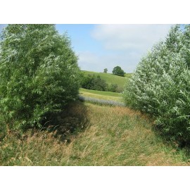 CZ Grain 1 Hybrid Aussie Willow Tree - Fastest Growing Tree in the World