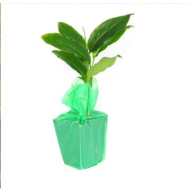 3 HAWAIIAN PINK GINGER PLANTS ~ GROW HAWAII