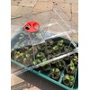 Garland Large High Dome Propagator
