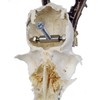 EUROHUNT 560896 Trophy Holder for Roe Buck Horns 2 Pieces