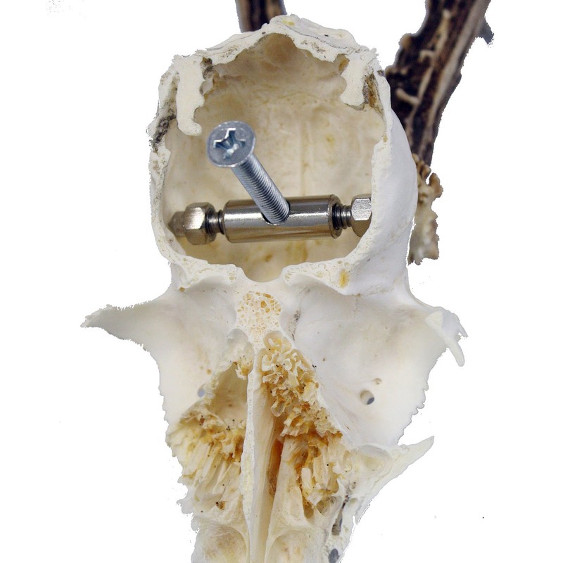 EUROHUNT 560896 Trophy Holder for Roe Buck Horns 2 Pieces