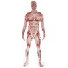 Morphsuits Men's Adult Costume, Muscle, Large
