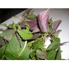 1000 Vietnamese Perilla Seeds (Perilla Frutescens) Warm season annual,Asian herb