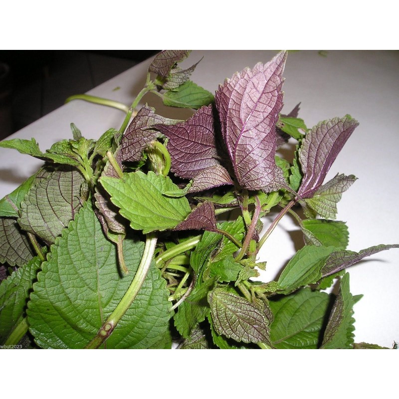 1000 Vietnamese Perilla Seeds (Perilla Frutescens) Warm season annual,Asian herb