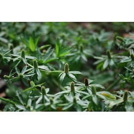 Tropical Island Exotics Eryngium Foetidum Plant Aromatic Herb for Latin Cuisine Organic Puerto Rico