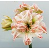 Striped Echo Amaryllis Bulb - Triple Blooms with Red Stripes