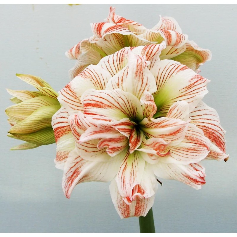Striped Echo Amaryllis Bulb - Triple Blooms with Red Stripes