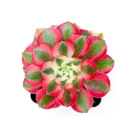 Grow Margo Aeonium Pink Witch Live Succulent (4" Plant Pot), Succulents Plants Live, Succulent Plants Fully Rooted, Rare House Plant for Home Office Decoration, DIY Projects, Party Favor Gift