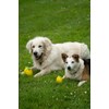 Petface Foodie Faces Latex Lemon Dog Toy with Built-In-Squeaker, Large