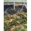 Pee Dee Organics Crop Geeks (Pot Ash) Bloom Setter Bloom