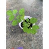 Ripkitty Moringa Oleifera (Tree of Life) Wingless Seeds Planting Nuts