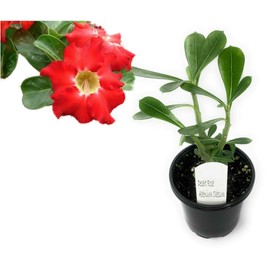 legendary-yes Desert Rose Red Adenium obesum 2" Pot