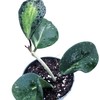 Hoya Obovata Variegated Live Houseplant 4" Pot Easy Care pet