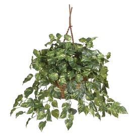 HomeStock Medieval Majesty Hanging Basket Silk Plant
