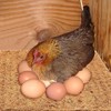 JOEN Chicken Nesting Pads 13x13 Inch for Hens, Fits Most