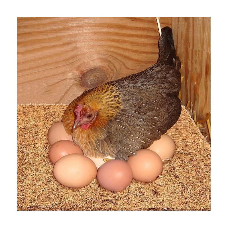 JOEN Chicken Nesting Pads 13x13 Inch for Hens, Fits Most