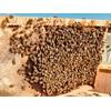 BeekeeiBeck® HoneyPro/Propolis Honey without Alcohol and Additives, Directly from Beekeepers