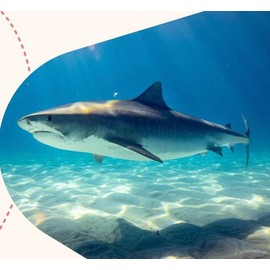 Fahlo Shark Animal Tracking Bracelet multiple colors - Size: Fahlo Shark Coral Reef Violet