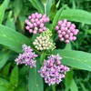Smoke Camp Crafts Organic Swamp Milkweed Live Plant (Asclepias incarnata)