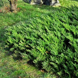 Parsoni Juniper | 1 Extra Large 3 Gallon Plant | Healthy Drought-Resistant Evergreen Shrub - Ideal for Bonsai, Ground Cover, and Outdoor Landscaping Ð Easy-Growth Variety
