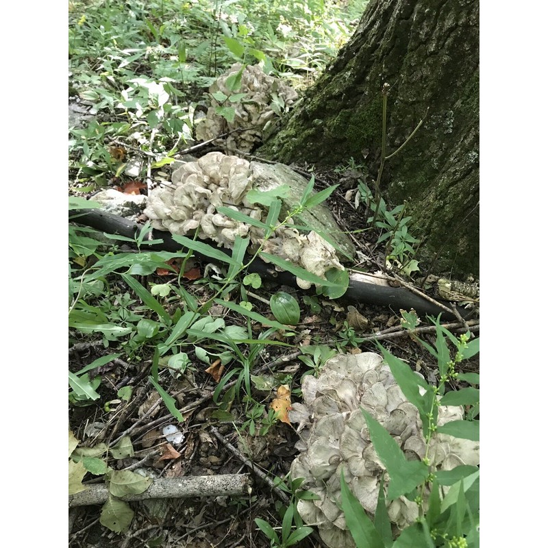 Maitake (Grifola frondosa) Mushroom Extract 2fl Oz Dropper Bottle