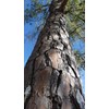 Loblolly Pine Tree Plants | 10 Live Seedlings | Pinus