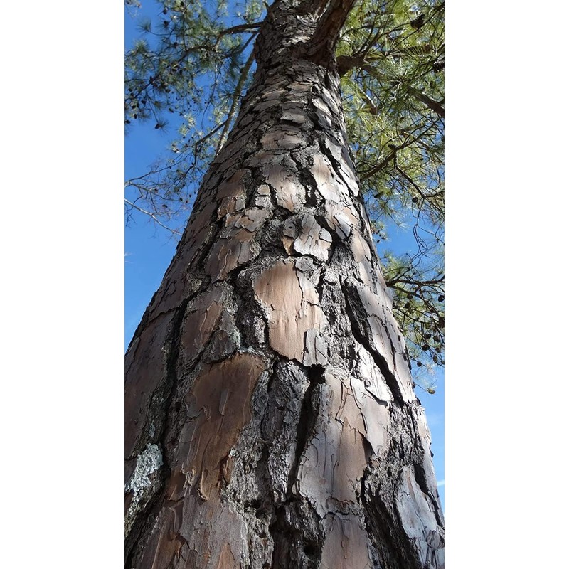 Loblolly Pine Tree Plants | 10 Live Seedlings | Pinus