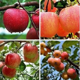 zellajake 30+ Seeds Bonsai Apple Tree Seeds Garden Yard Outdoor Living Fruit Plant