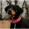 Canine Athletes 2" 4-Ply Pink Nylon Heavy Duty Dog Collar