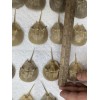 Horseshoe Crab Shells Molts - 5 Piece Lot - $25