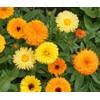 200 Calendula Fiesta Gitana Marigold Flower Seeds Calendula officinalis -