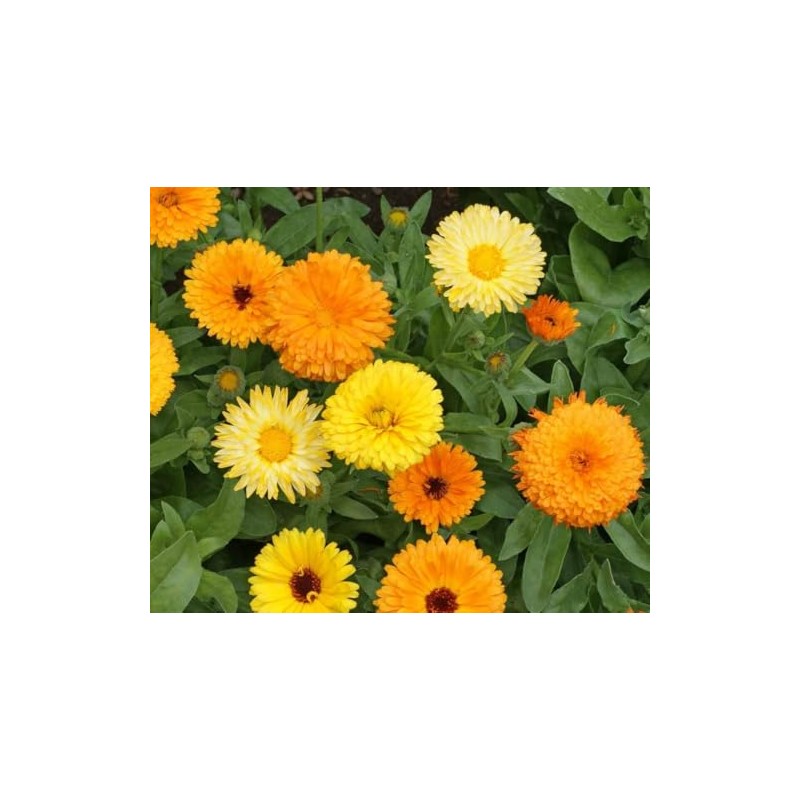 200 Calendula Fiesta Gitana Marigold Flower Seeds Calendula officinalis -