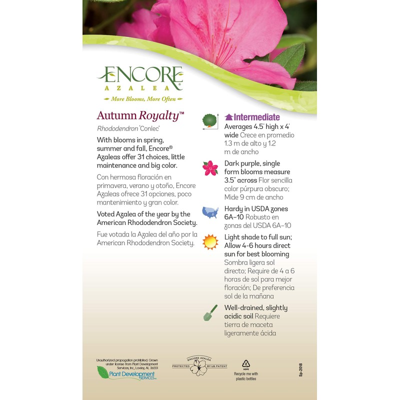 Encore Azalea Autumn Royalty Azalea 2 Gal, Purple Blooms