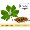 Goldenseal Root Powder - 3.5 oz Pure Natural Goldenseal Root