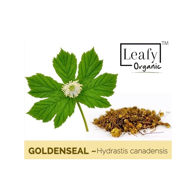 Goldenseal Root Powder - 3.5 oz Pure Natural Goldenseal Root