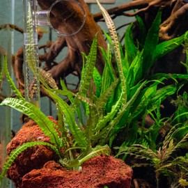 SubstrateSource Cryptocoryne Live Aquarium Plants - Freshwater Plant for Aquariums, Planted Fish Tanks - Beginner Friendly (Balansae, 5 Pots (20-25 Plants))