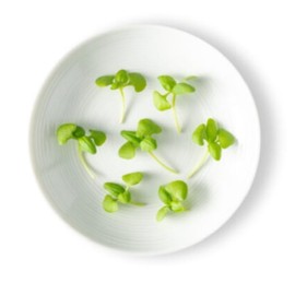 Fresh Origins Micro Greens Basil, Pack of 4, 4 oz Containers, Intense Green Leaves, Fresh Basil Flavor