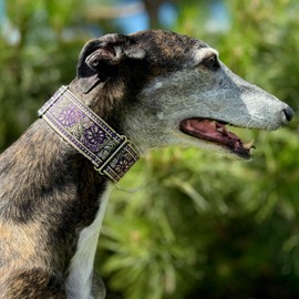 SightHound Gang Martingale Dog Collar for Greyhound Saluki Whippet and Other Breeds with Similar Neck 2 inch Wide (L 14-18 inch) Multicolor,Multi-colored