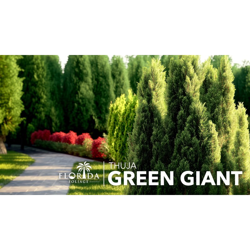 Thuja Green Giant Arborvitae - 20 Live Trees 2" Pot